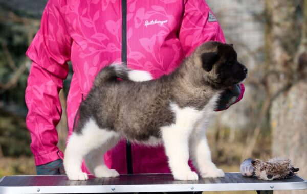 Nova American Akita Nova American Akita