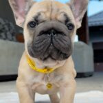 Nova-female-French-Bulldog-puppy-for-sale-1