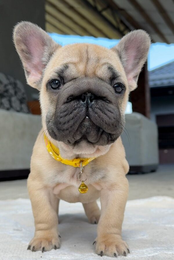 Nova Big Rope French Bulldog Nova Big Rope French Bulldog