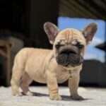 Nova-female-French-Bulldog-puppy-for-sale-2