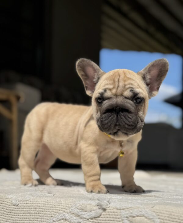 Nova Big Rope French Bulldog Nova Big Rope French Bulldog