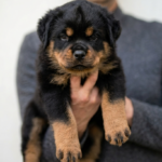 Nox-male-Rottweilerхpuppy-for-sale-1