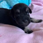 Nox-male-miniature-schnauzer-puppy-for-sale- (1)