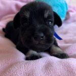 Nox-male-miniature-schnauzer-puppy-for-sale- (2)