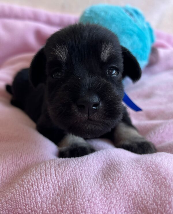 Nox Miniature Schnauzer Nox Miniature Schnauzer
