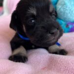 Nox-male-miniature-schnauzer-puppy-for-sale- (3)