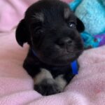 Nox-male-miniature-schnauzer-puppy-for-sale- (4)