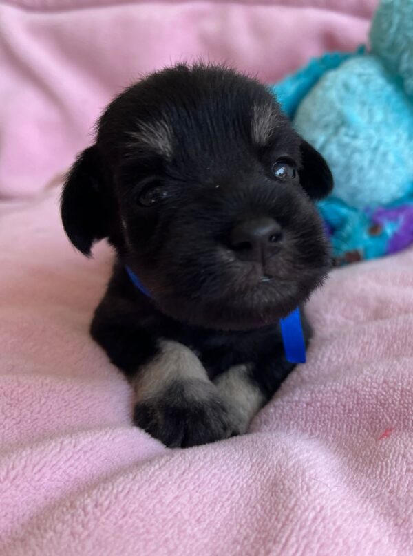 Nox Miniature Schnauzer Nox Miniature Schnauzer