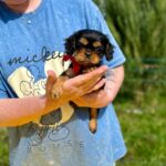 Oceania-female-Cavalier-puppy-for-sale-1