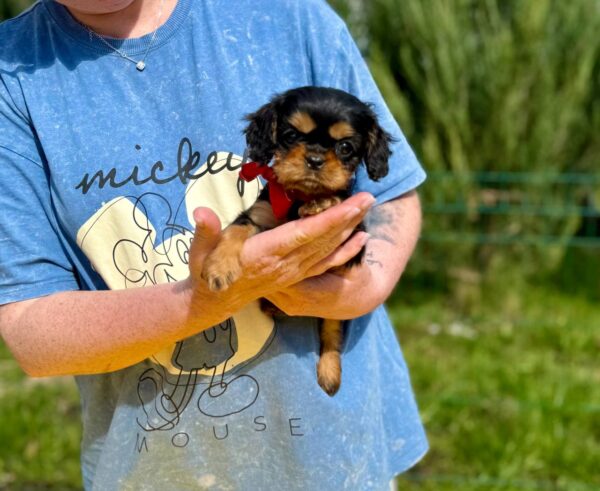 Oceania Cavalier King Charles Spaniel Oceania Cavalier King Charles Spaniel