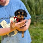 Oceania-female-Cavalier-puppy-for-sale-2