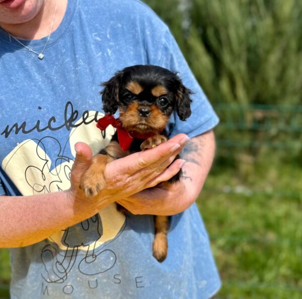 Oceania Cavalier King Charles Spaniel Oceania Cavalier King Charles Spaniel
