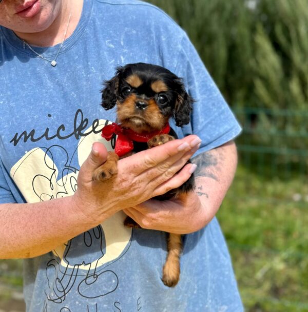 Oceania Cavalier King Charles Spaniel Oceania Cavalier King Charles Spaniel