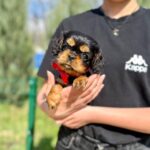 Oceania-female-Cavalier-puppy-for-sale-4