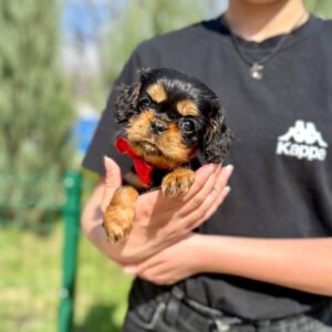 Oceania Cavalier King Charles Spaniel Oceania Cavalier King Charles Spaniel