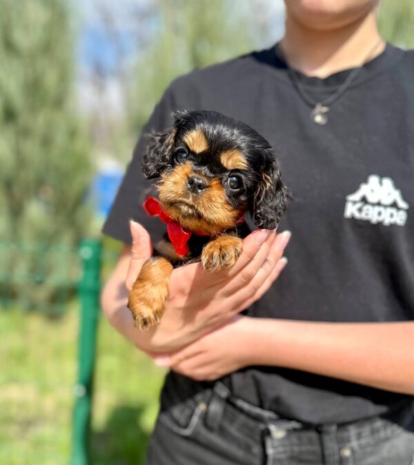 Oceania Cavalier King Charles Spaniel Oceania Cavalier King Charles Spaniel