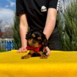 Oceania-female-Cavalier-puppy-for-sale-5
