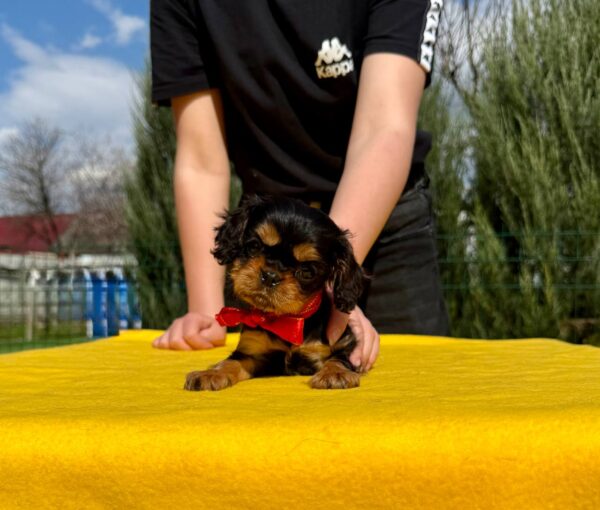 Oceania Cavalier King Charles Spaniel Oceania Cavalier King Charles Spaniel