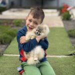 Odissey-male-pomeranian-puppy-for-sale-1 (1)