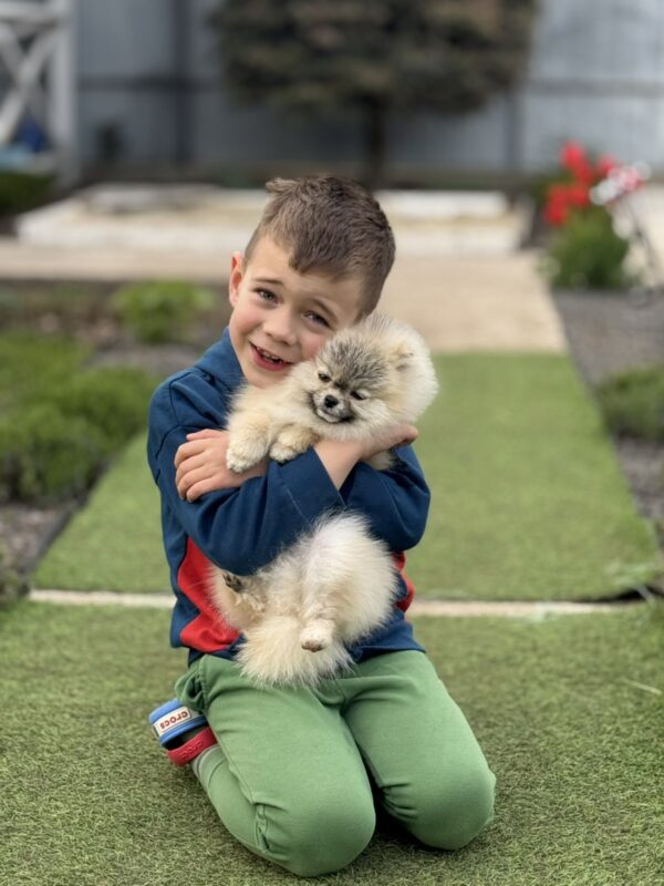 Odissey Pomeranian Odissey Pomeranian
