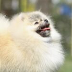 Odissey-male-pomeranian-puppy-for-sale-1 (2)