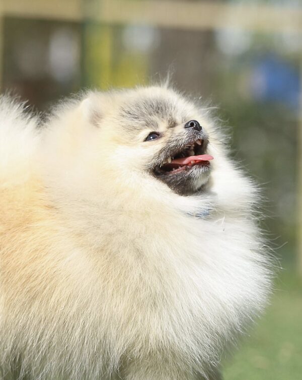 Odissey Pomeranian Odissey Pomeranian