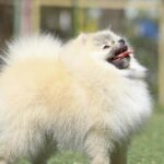 Odissey-male-pomeranian-puppy-for-sale-1 (3)