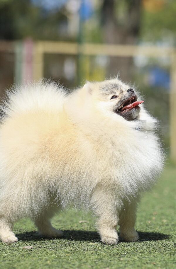 Odissey Pomeranian Odissey Pomeranian