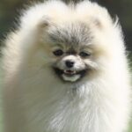Odissey-male-pomeranian-puppy-for-sale-1 (4)