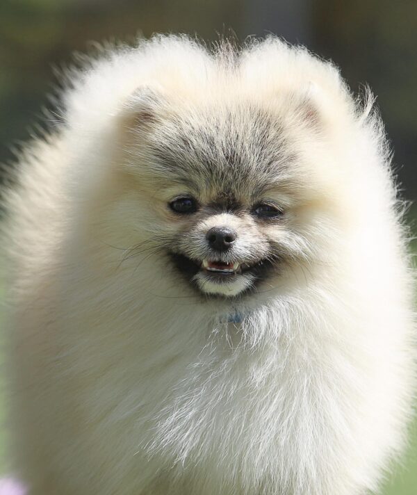 Odissey Pomeranian Odissey Pomeranian