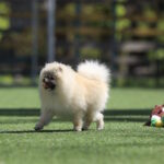 Odissey-male-pomeranian-puppy-for-sale-1 (5)
