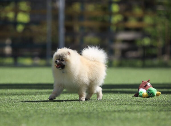 Odissey Pomeranian Odissey Pomeranian