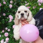 Oliva-female-American-Cocker-Spaniel-puppy-for-sale-1