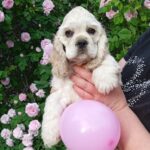 Oliva-female-American-Cocker-Spaniel-puppy-for-sale-3