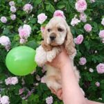 Ollie-male-American-Cocker-Spaniel-puppy-for-sale-3