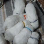 Only-boys-female-Samoyed-puppy-for-sale-1 (1)