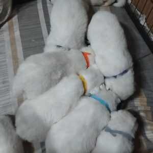 Only boys Samoyed Only boys Samoyed