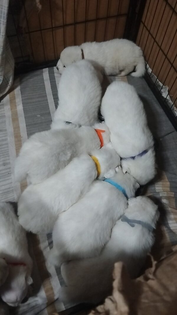 Only boys Samoyed Only boys Samoyed
