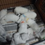 Only-boys-female-Samoyed-puppy-for-sale-1 (2)