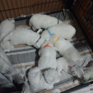 Only boys Samoyed Only boys Samoyed