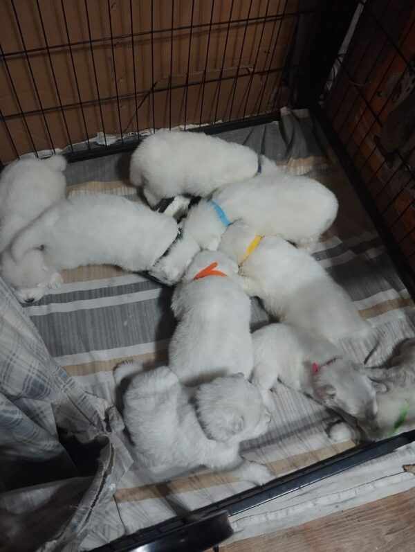 Only boys Samoyed Only boys Samoyed