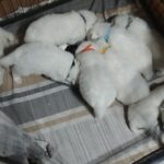 Only-boys-female-Samoyed-puppy-for-sale-1 (3)