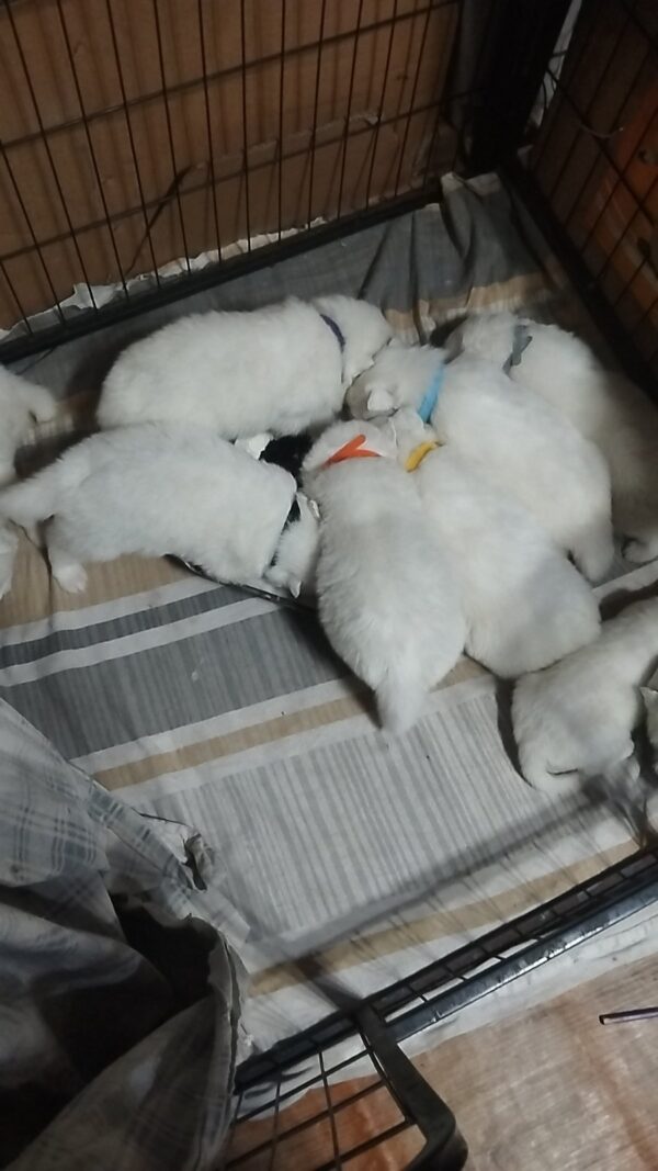 Only boys Samoyed Only boys Samoyed