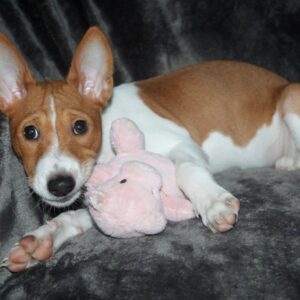Oriana Basenji Oriana Basenji
