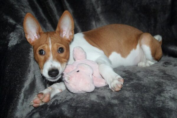 Oriana Basenji Oriana Basenji