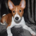 Oriana-female-Basenji-puppy-for-sale-2