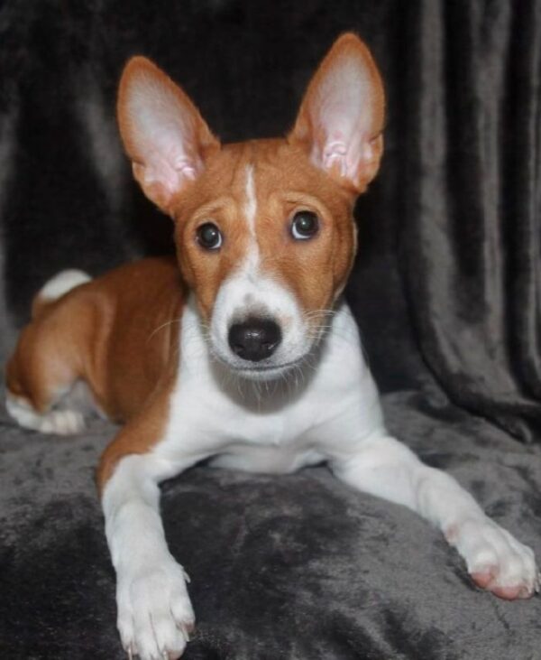 Oriana Basenji Oriana Basenji