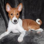 Oriana-female-Basenji-puppy-for-sale-3