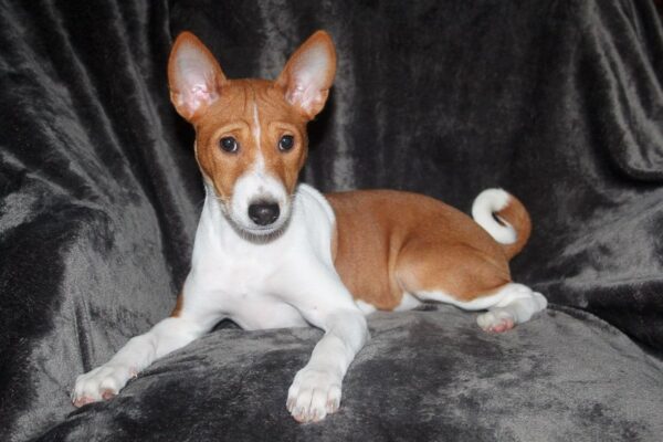 Oriana Basenji Oriana Basenji