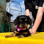 Ottawa-female-Cavalier-puppy-for-sale-1